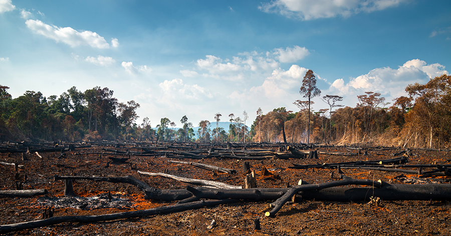 Slash-and-burn in the rainforest - Humintech